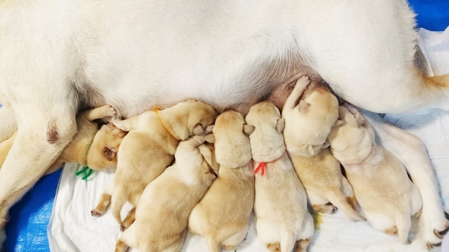 子犬たちの写真